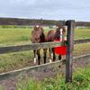 連休競馬