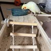 🐥 きいまる日記｜ごはん練習とお部屋の清掃の日