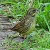 鳥見散歩もつかれます