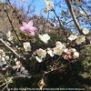 2023年絶対合格桜が一足先に満開開花しています。