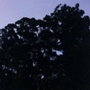 【夏休みやりたいこと第一弾】夜の森。