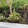 アプローチの草抜き