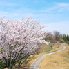 バイクはなしで高山航空公園の桜とクロスランナーのカスタマイズ