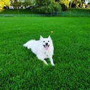 バンクーバーの平凡Latteライフ☆