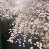 目黒川の桜