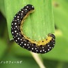 トガリハチガタハバチの幼虫