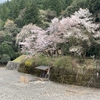 桜満開の川湯温泉共同露天風呂！