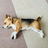 夏バテかな？？