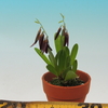 Pleurothallis wagneri