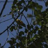 オレンジハナドリ(Orange-bellied Flowerpecker)