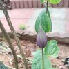 クレマチス・アラベラ２回目の開花