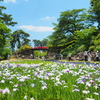 「小田原城あじさい花菖蒲まつり」2024