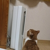 ヒトの憂いなど猫の知ったこっちゃない