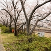 堤防沿いをぶらり花見！【里見川沿いの桜】＠金光駅