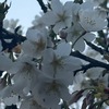 早咲きの桜を見るために鶴岡八幡宮へ行ってきました．八幡様には早咲きの桜が何本かあります．以下，桜の品種名は確かではありませんが：太鼓橋横の河津桜．その陰には寒緋桜も．弁天島にの大島桜はうっすらした夕焼けを背景に白く美しく咲いていました．流鏑馬の馬場には寒桜（大寒桜？）と河津桜．立ち寄ったおんめ様の寒緋桜はかなり立派な木でこちらも満開でした．おんめ様の小径には，キブシ，利休梅も咲き始めていました．春です．