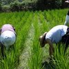 8月１２日の活動報告～古田、広田除草～