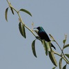 ロッジでムネアカオナガタイヨウチョウ(Red-chested Sunbird)