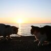 人口300人の島に200匹…“猫密”の癒やし求めて　