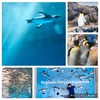 『長崎ペンギン水族館～ペンギンが長崎に来て60年記念～』