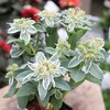 「グリーンプラザ山長（奈良県生駒市） - 夏の花壇・寄せ植えにおすすめの植物5選｜暑さに強く長く楽しめる花苗特集（2026年6月1日）」