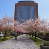 県庁舎「桜並木」桜満開