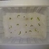 ハエトリソウ観察日記 23