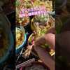 葉挿し優等生❣️千葉県船橋市で多肉生産者をめざしているPur・Succulentのピュールママです。#多肉#多肉植物#ピュールサキュレント#多肉生産者への道#多肉生産者修行中#園芸#ガーデニング（多肉生産者への道 Pur・Succulentさん）