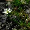 ツメクサ Sagina japonica とイトツメクサ S. apetala