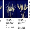 小麦と大麦（４）　小麦は小麦属Triticumの植物全体を表す言葉でいくつかの種が小麦wheatと呼ばれていますが，薄力粉，中力粉，強力粉はT. aestivumの品種の違いを反映しています．大麦は，小麦とは異なる大麦属Hordeumで，見た目も用途も異なる二条大麦，六条大麦，はだか麦がありますが，これらは，同じ種H. vulgare L．日本では小麦・大麦ともに品種改良が盛んに行われています．
