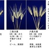 小麦と大麦（２） 小麦は世界で最も食べられている穀物．それでも約30％が飼料やバイオ燃料に．大麦はトウモロコシ・小麦・米に次いで，穀物の中で生産量世界第４位．しかし，その70％は飼料に用いられています．そして，16％が酒造用モルトとその他の産業用，14％が食品用に．古代の日本人が，麦をあまり食べないで飼料に用いてしまったのは，致し方ない？