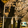 山科地蔵・徳林庵の桜