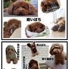 ぽちの色んな顔。