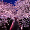 桜だ！花見だ！飲みまくるぞ！　２０１７年　関東付近オススメ花見スポット！　厳選５