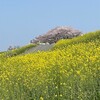 きなこ、河川敷を楽しむ