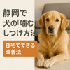 静岡で愛犬の「噛む」行動に悩む飼い主さんへ｜正しいしつけと解決法