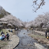 桜満開　