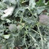 ブロッコリーは大中小の花蕾が穫れている