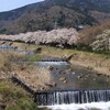 箱根宮城野の桜