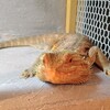 不貞腐れる ～3/22 925日目～