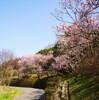 市民の森・河津桜