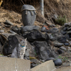 隣県西部離島のねこさん