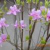 「コバノミツバツツジ」と「カヤラン」の開花