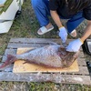 【魚料理】オスの大鯛（真鯛）を余さず食う