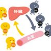 本当に悪？悪役にされてしまいがちな【コレステロール】