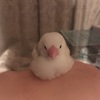 文鳥を飼う際に必要なものはほぼAmazonで買える