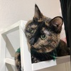 ちょーさんの新年のご挨拶。