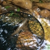 夏の終わりの釣行記  水玉村