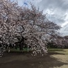 御苑の桜