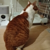 スローバラード
