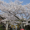 中村神社の桜